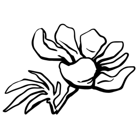 pivoňka